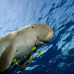 know Your Animals Dugong