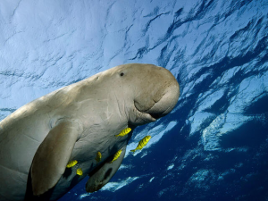 Read more about the article know Your Animals Dugong