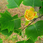 know Your Trees Portia Tulip Tree