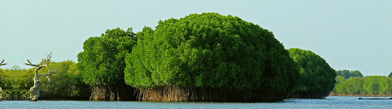 Pichavaram, The Mangrove Forest